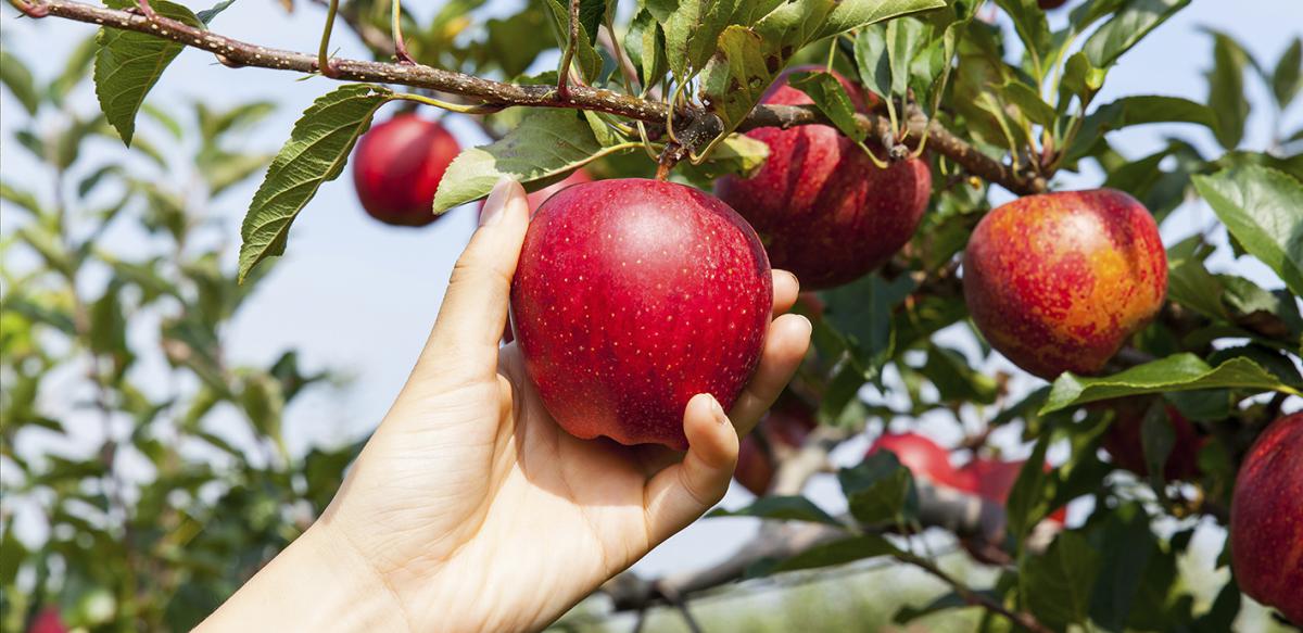 Offre de pommes en vente directe producteur près de Nantes