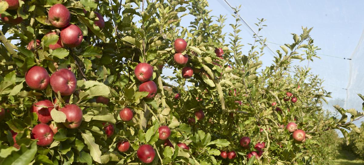 Pommes conversion bio des Jardins Fruitiers - Château-Thébaud